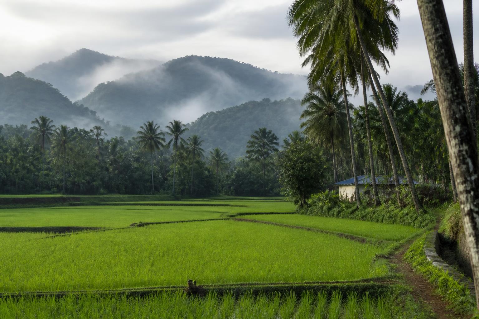 Kerala — photo 3