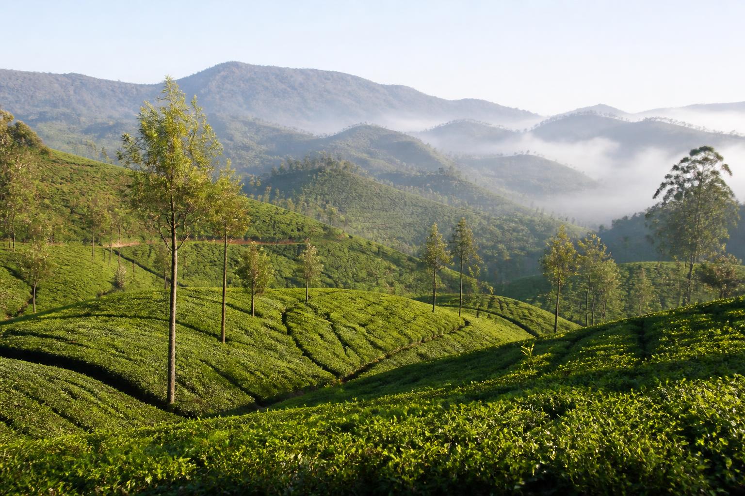 Layered tea plantations and misty hills in Munnar, Kerala