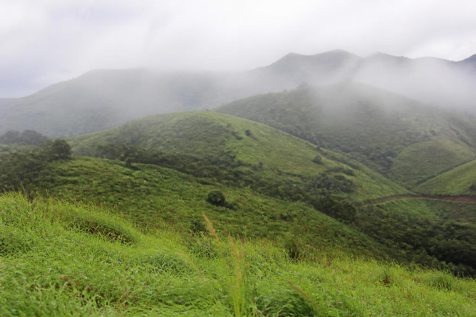 Rolling green meadows and pine forest in Vagamon, Kerala
