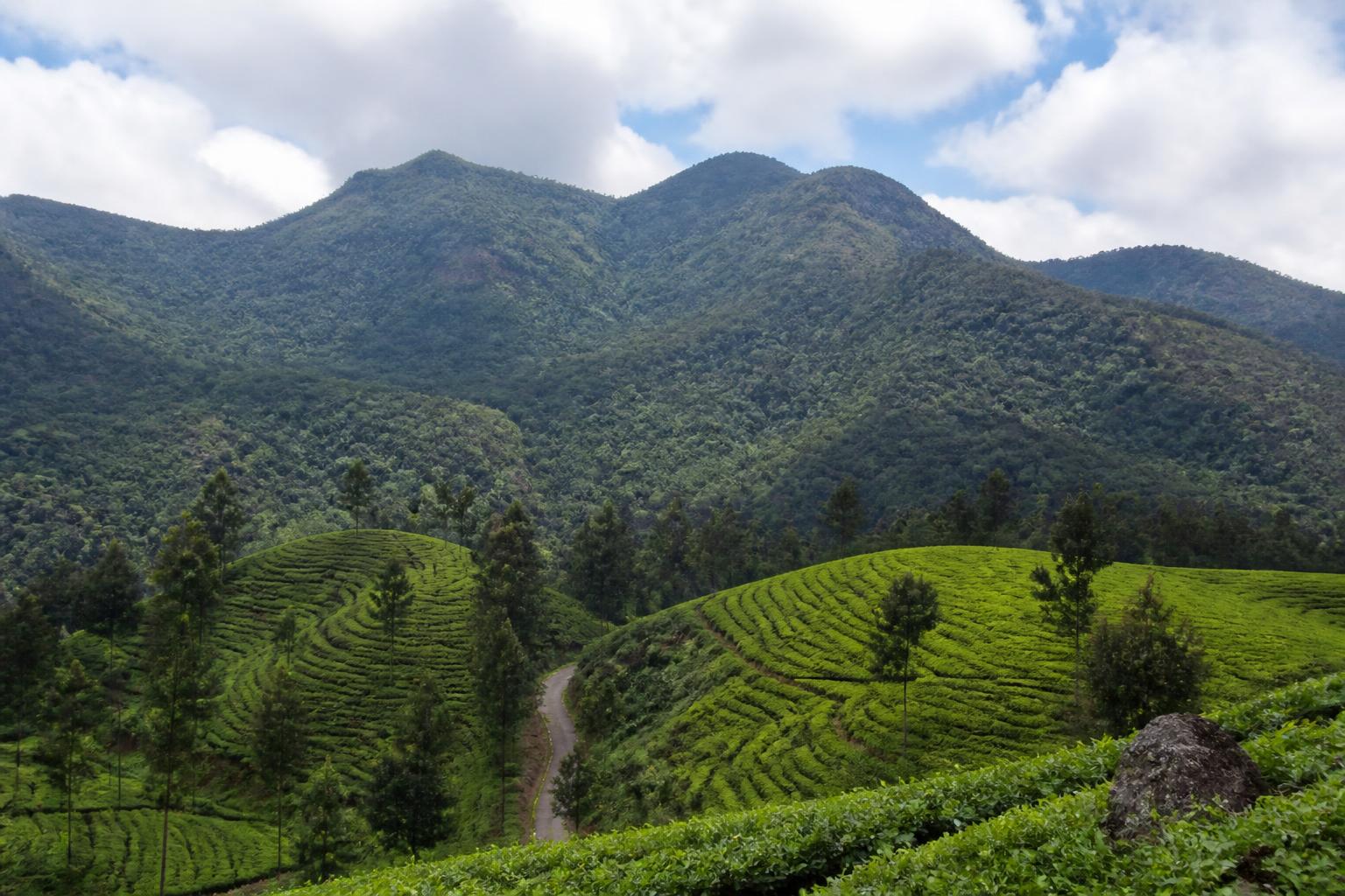 Misty green hills and plantations in Wayanad, Kerala